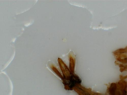 Scymnus schmidti